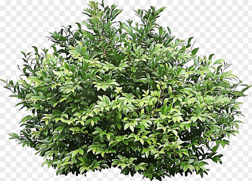 Evergreen Grass Shrub Tree Common Hazel European Hornbeam Eurya Japonica PNG