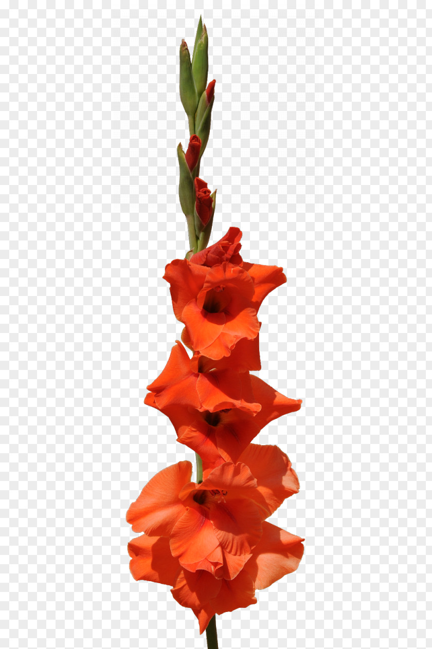 Gladiolus Flower Bouquet Clip Art PNG