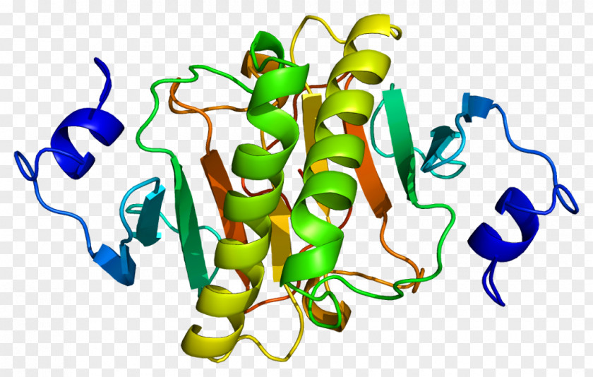 HINT1 Gene Histidine Triad Nucleotide Binding Protein 1 HINT2 PNG