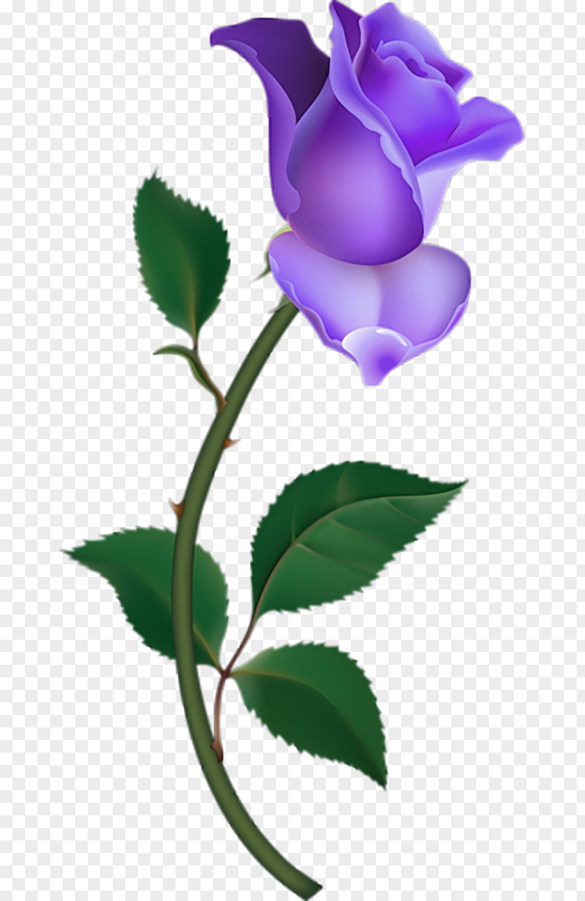 Purple Flowers Rose Pink Free Clip Art PNG