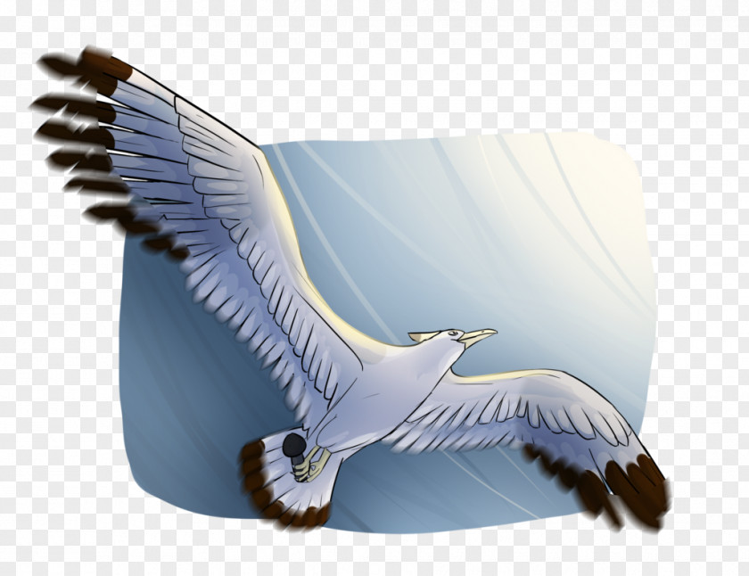 Seagull Bird Of Prey Beak Feather Eagle PNG