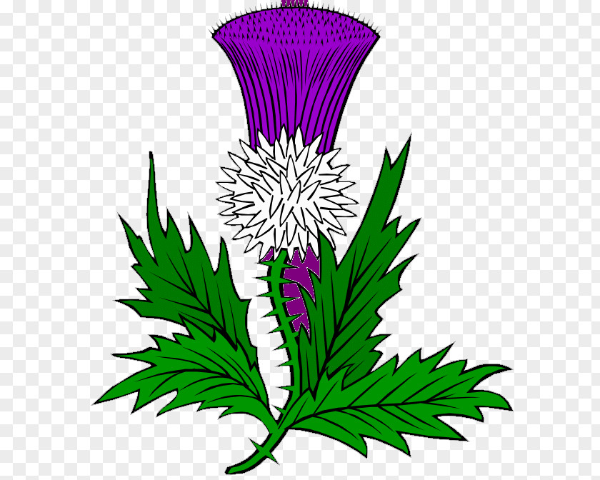 Thistle Scotland Clip Art PNG