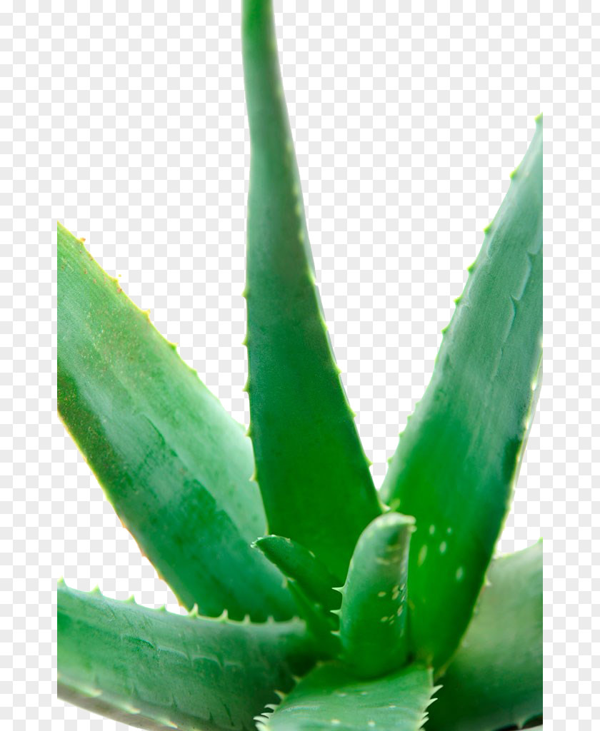 Aloe Closeup Vera Stock Photography Succulent Plant PNG