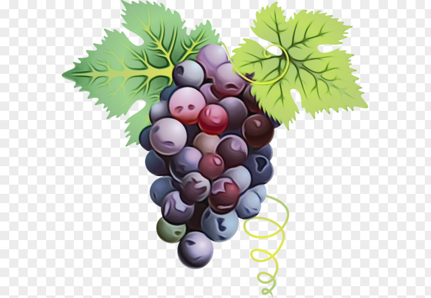 Currant Berry Grape Leaf PNG