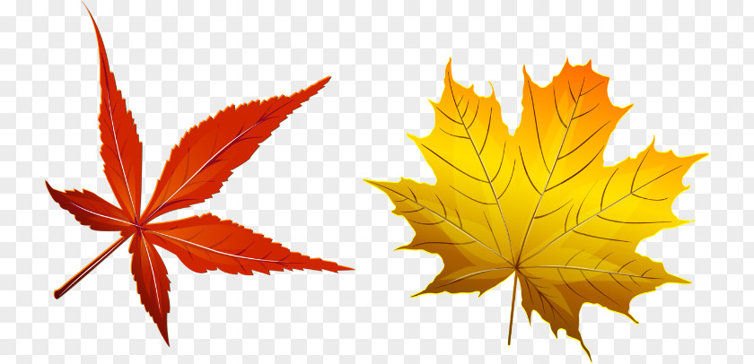 Deciduous Autumn Image Leaf Vector Graphics PNG