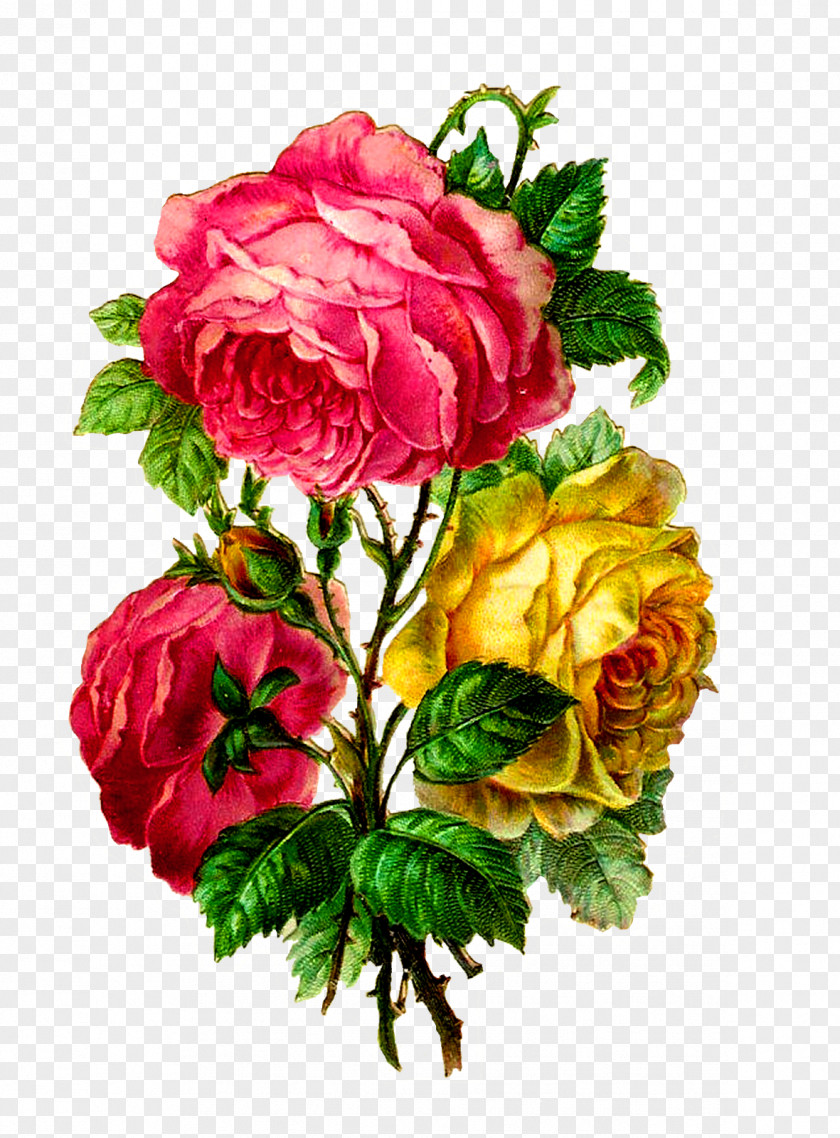 Flower Vintage Centifolia Roses Paper Bouquet Cut Flowers PNG