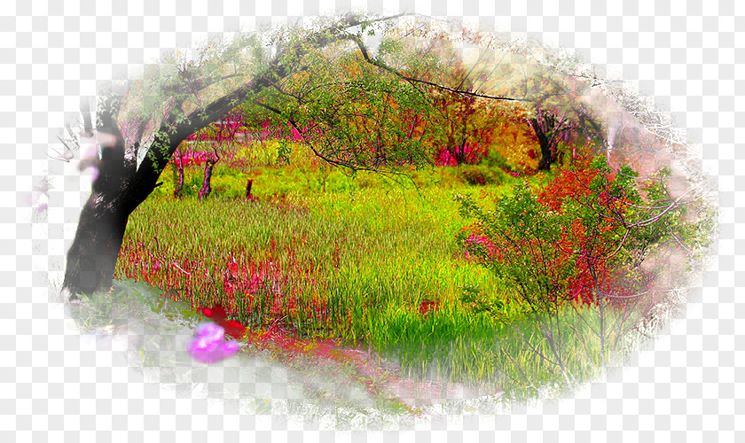 Forest Natural Landscape Nature Story Desktop Wallpaper PNG