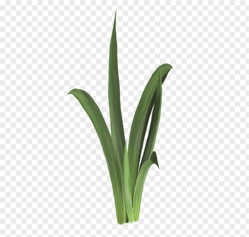 Grass Aquatic Plant Animal PNG