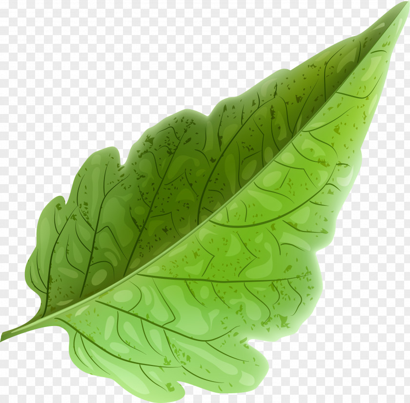 Green And Fresh Leaves Leaf Vecteur PNG