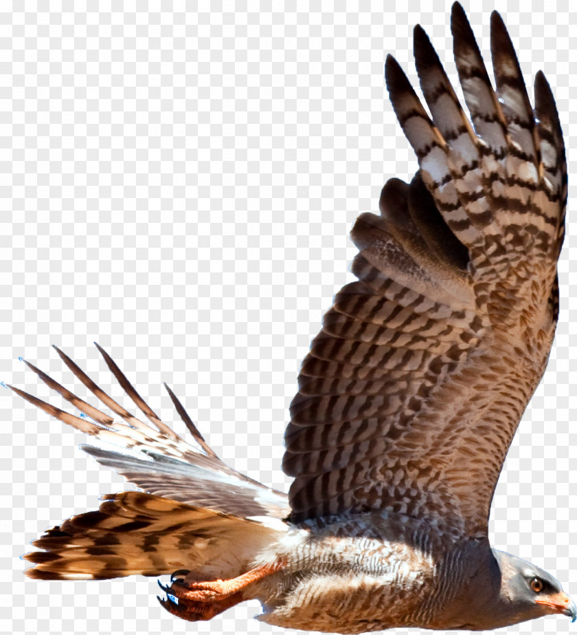 Hawk Bird Of Prey Accipitriformes Falcon PNG