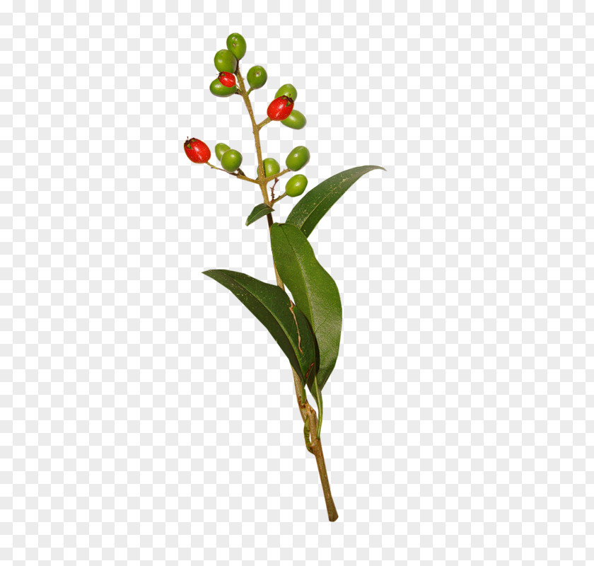 Leaf Twig Branch Bud Plant Stem PNG