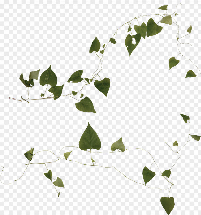 Plant Liana Ivy Clip Art PNG