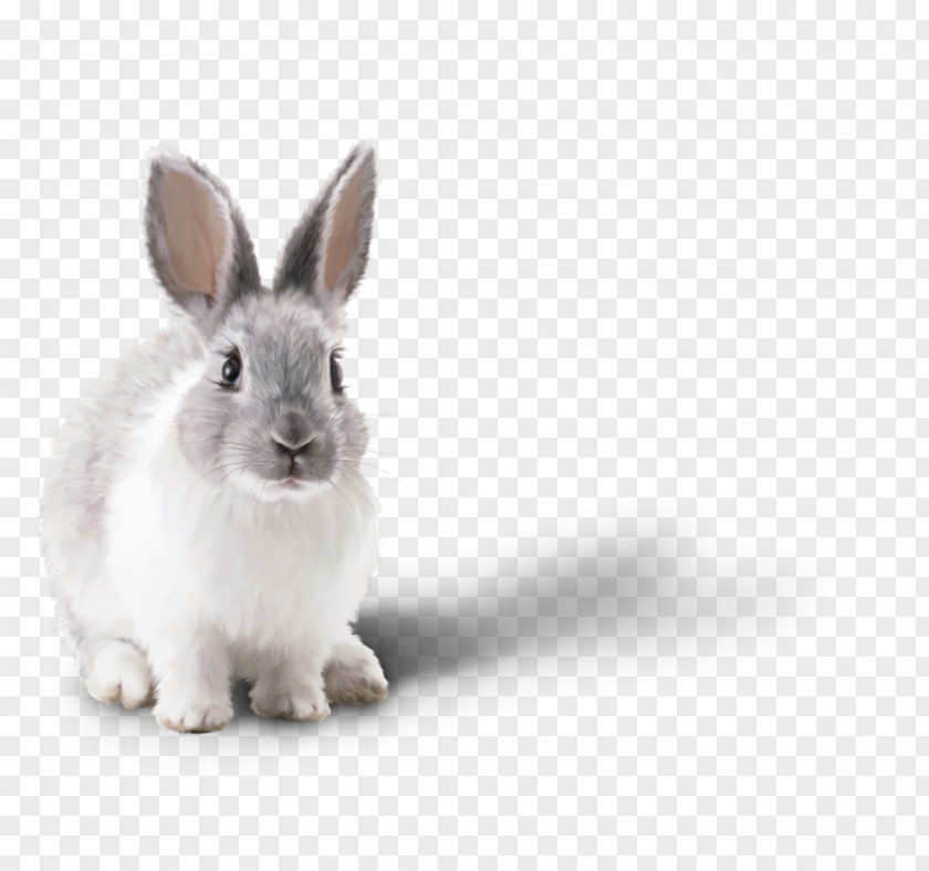 Rabbit Little White Domestic Clip Art PNG
