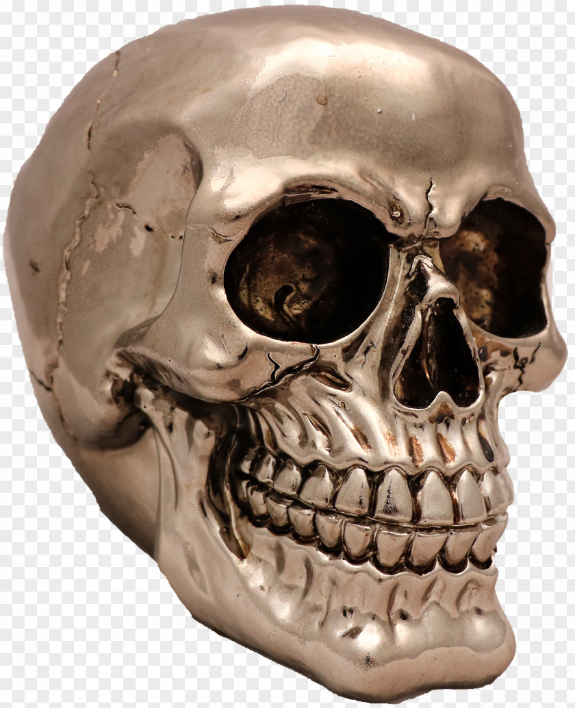 Skull Skeleton Snout Jaw PNG