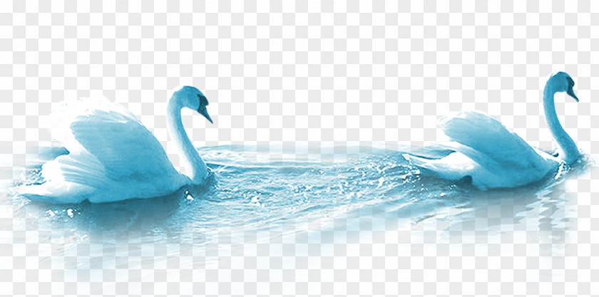 Blue Swan Cygnini Mooncake Duck PNG