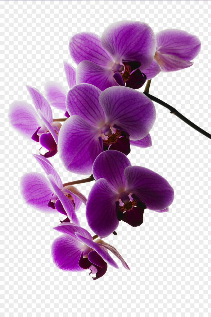 Orchid Beauty Parlour Day Spa Cosmetics Waxing Massage PNG