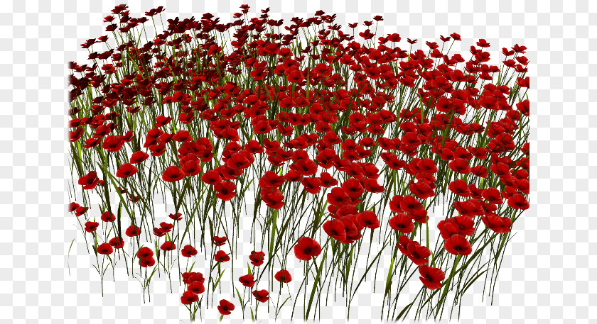 Poppies Common Poppy Red Clip Art PNG
