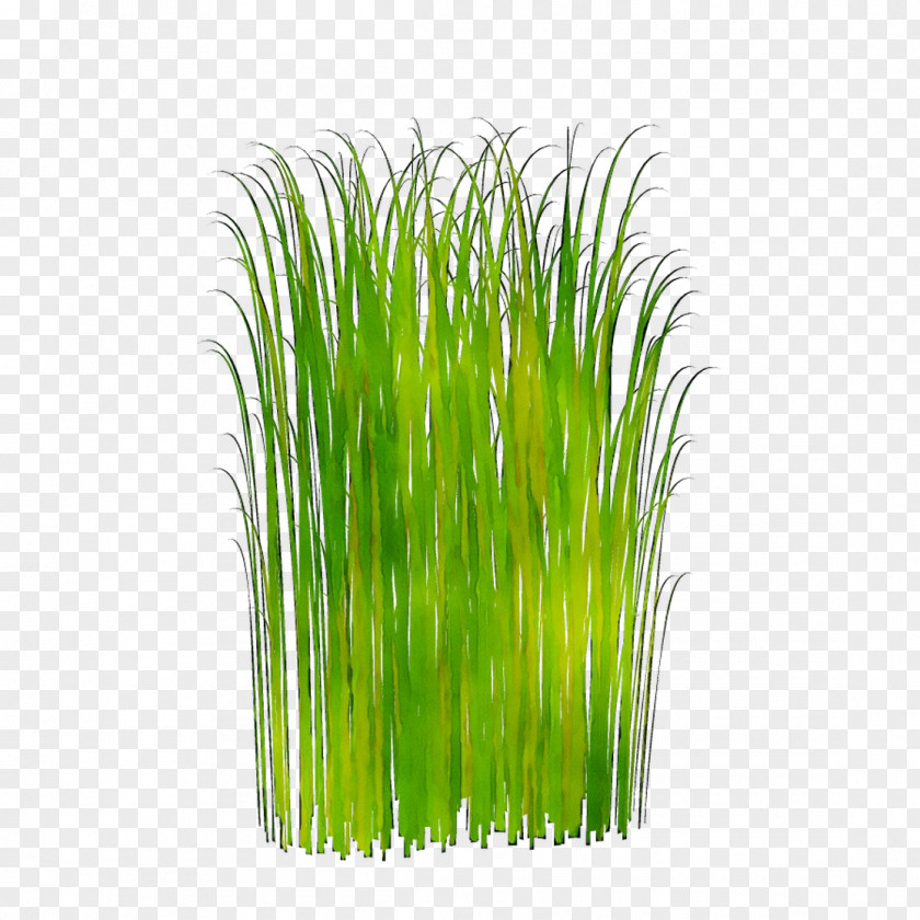 Wheatgrass Aquarium Plant Stem Plants PNG