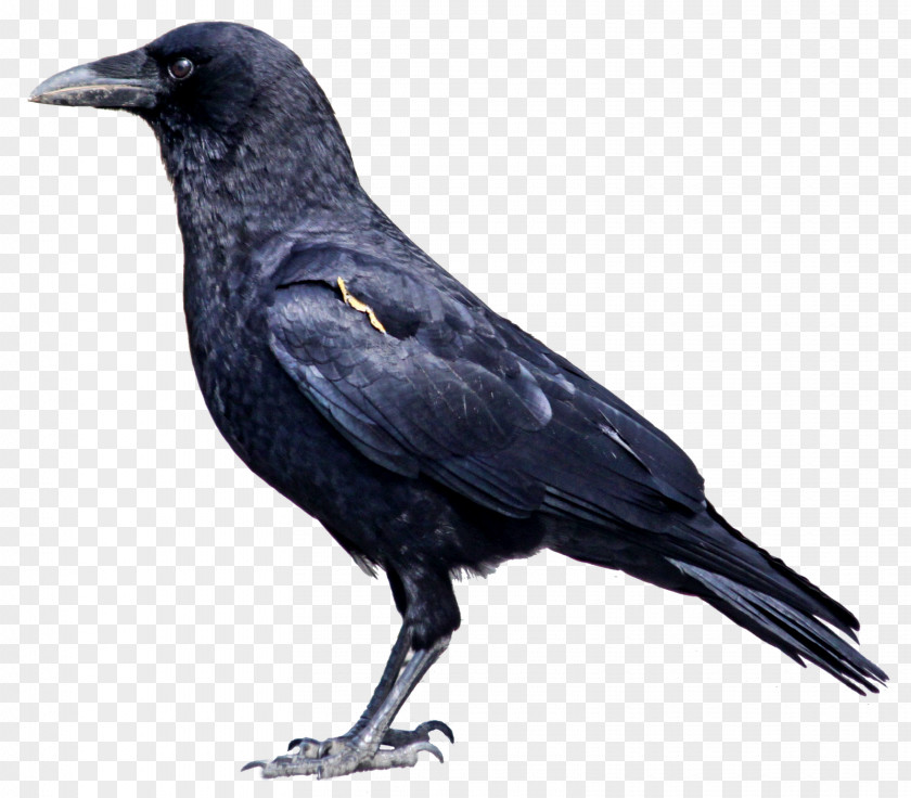 Crow American Rook Hooded Bird Common Raven PNG