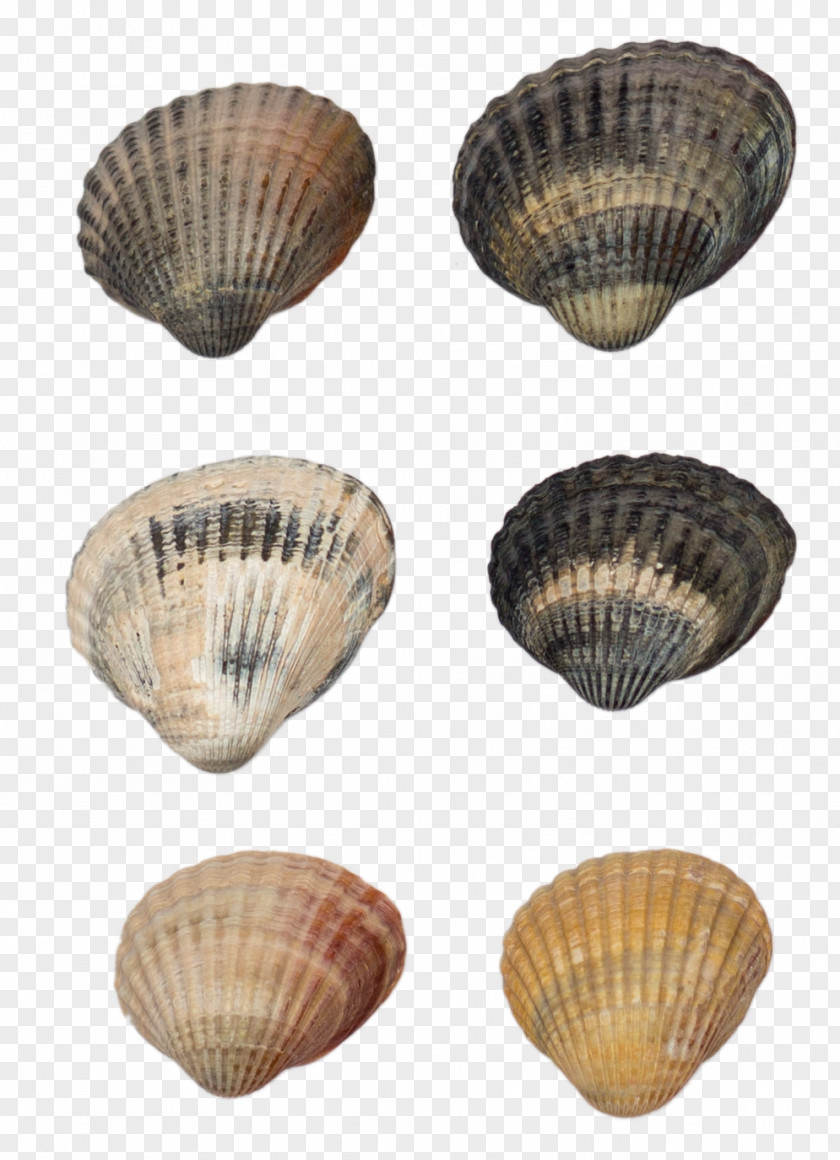 Four Shells Cockle Shellfish Seashell Conchology PNG
