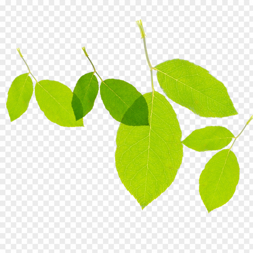 Green Leaf Texture Euclidean Vector PNG