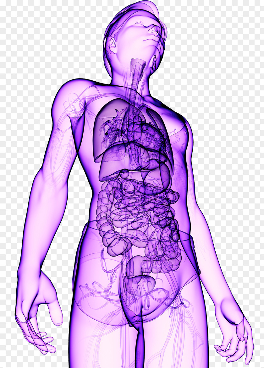 Human Body Organism Healing PNG