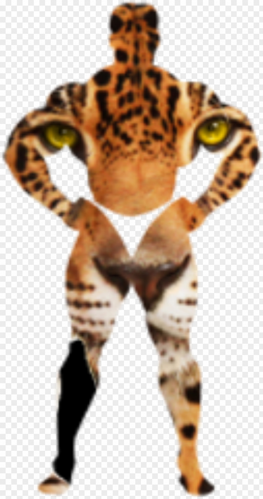 Leopards Felidae African Leopard Cheetah Tiger Snow PNG