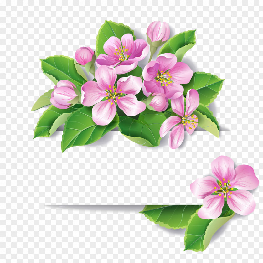 Malus Bouquet Flower Flowering Plant Petal Pink PNG