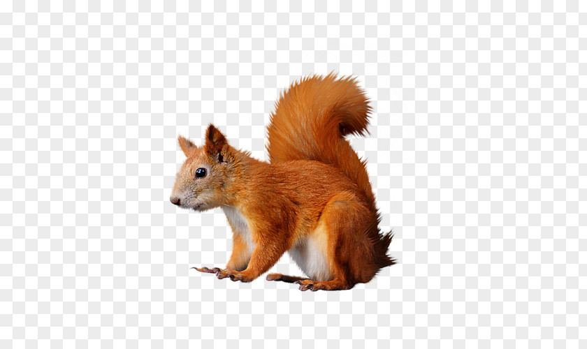Raster Graphics Tree Squirrels Red Squirrel PNG