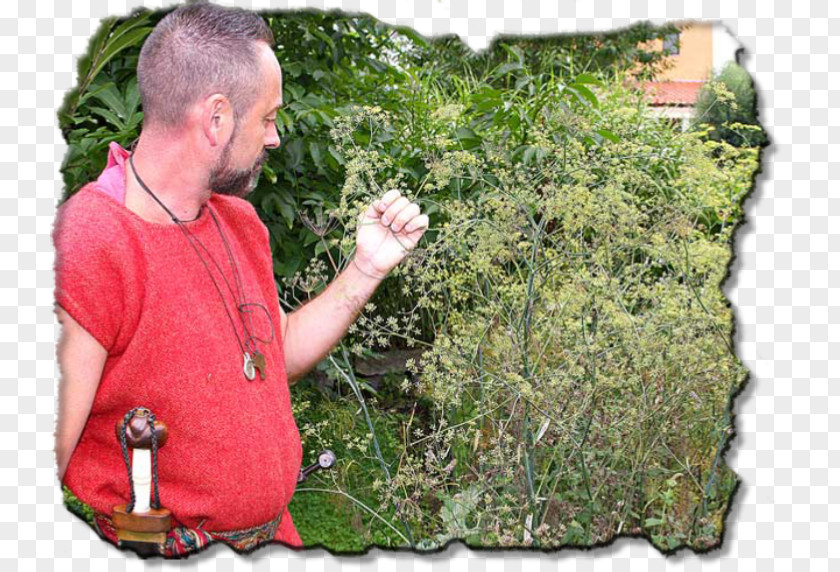 Roman Republic Perennial Plant Shrub Soil Tree PNG