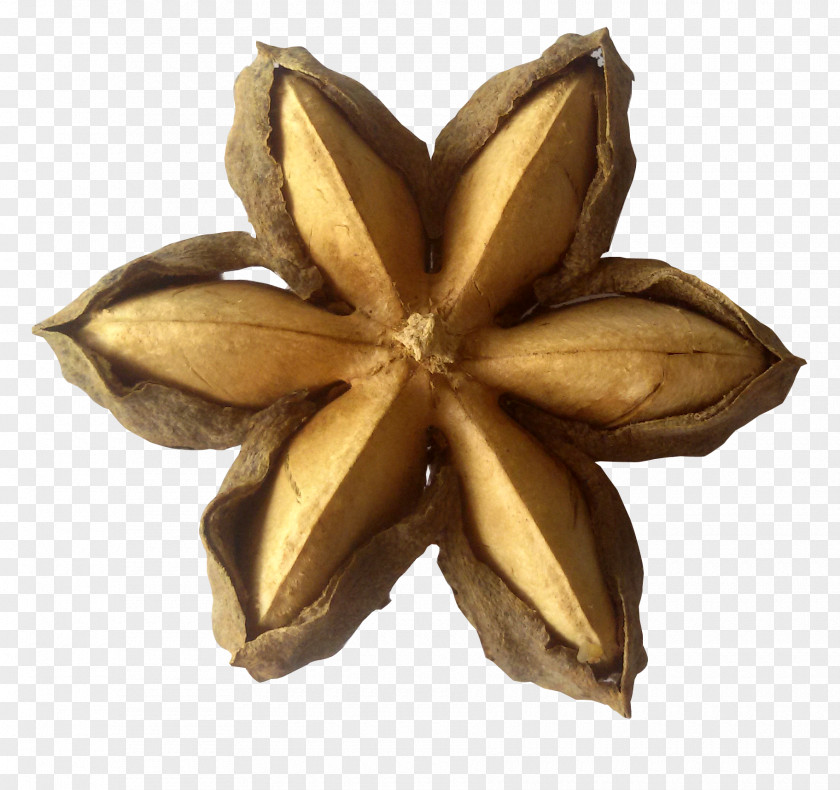 Sacha Inchi Plukenetia Volubilis Oil Nut Seed PNG