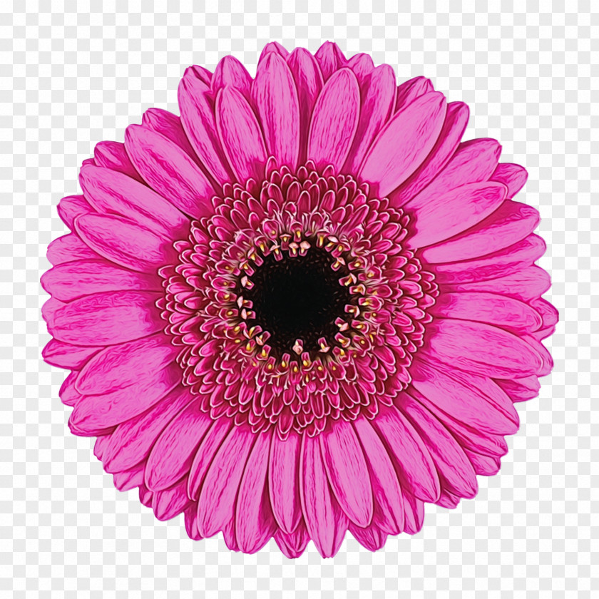 Transvaal Daisy Flower Bouquet Stock Photography Chrysanthemum PNG