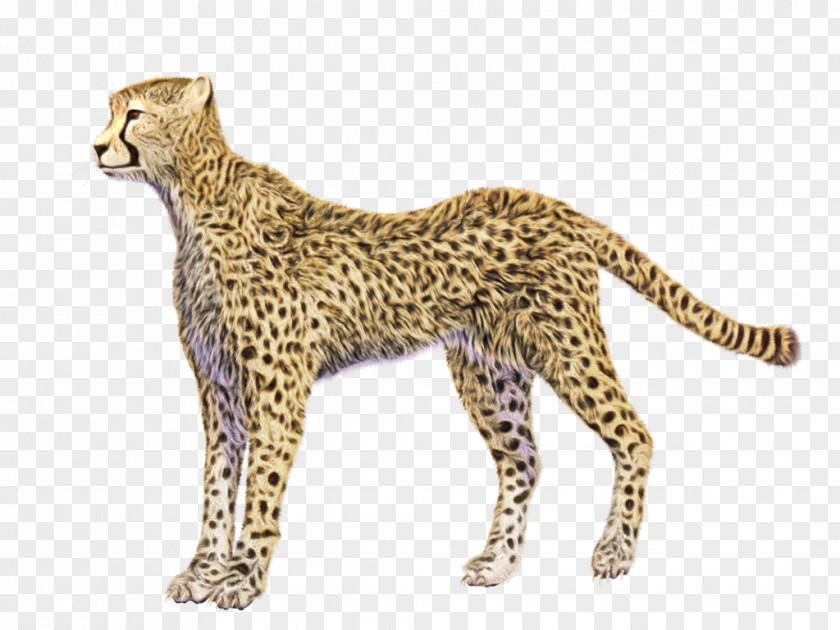 Wild Cat African Leopard Cartoon PNG