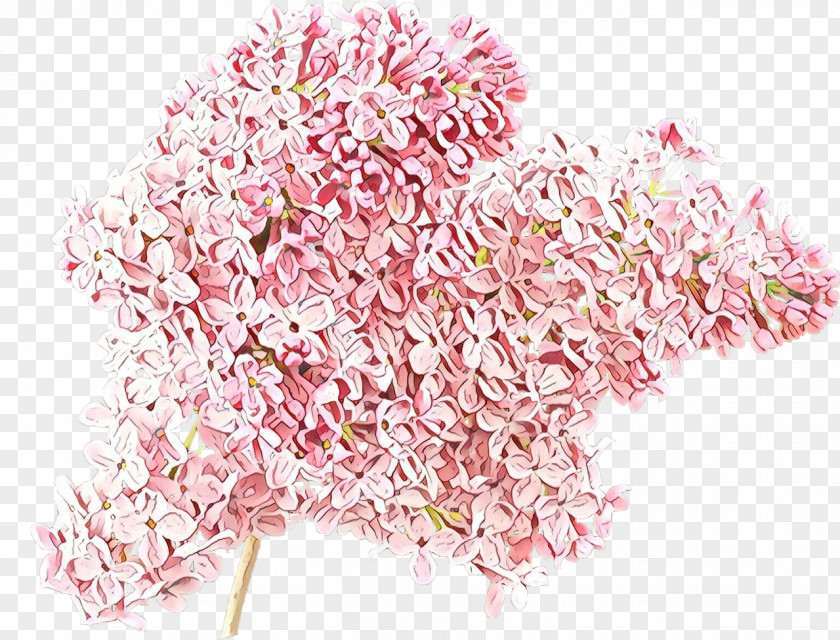 Blossom Flower Pink Cut Flowers Plant PNG