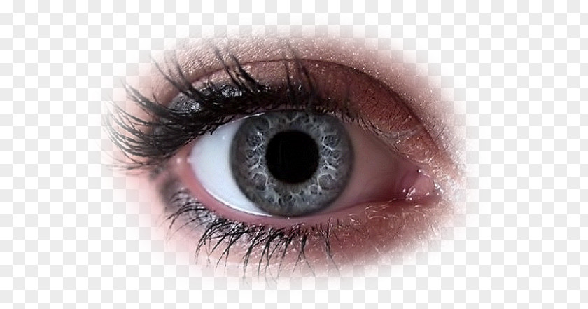 Egg Incubation Iris Eyelash Extensions Contact Lenses Eye Shadow PNG