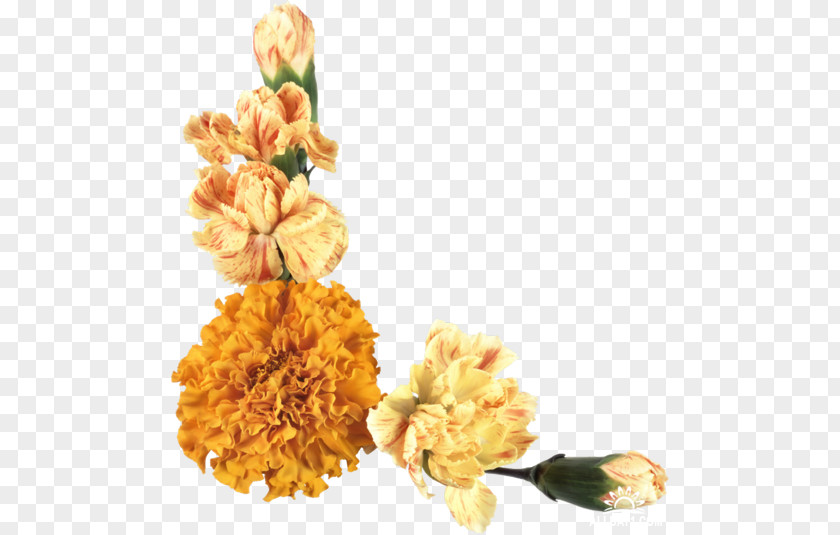 Flower Cut Flowers Clip Art PNG