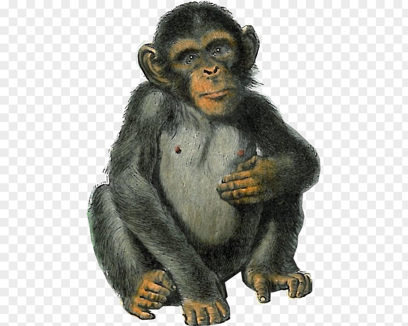 Mono Common Chimpanzee Western Gorilla Macaque Bear Monkey PNG