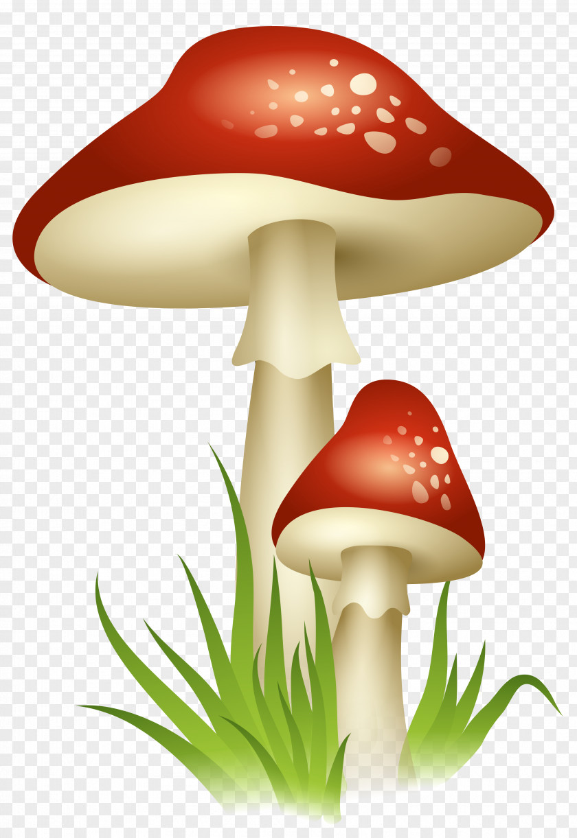 Mushrooms Transparent Picture Mushroom Clip Art PNG