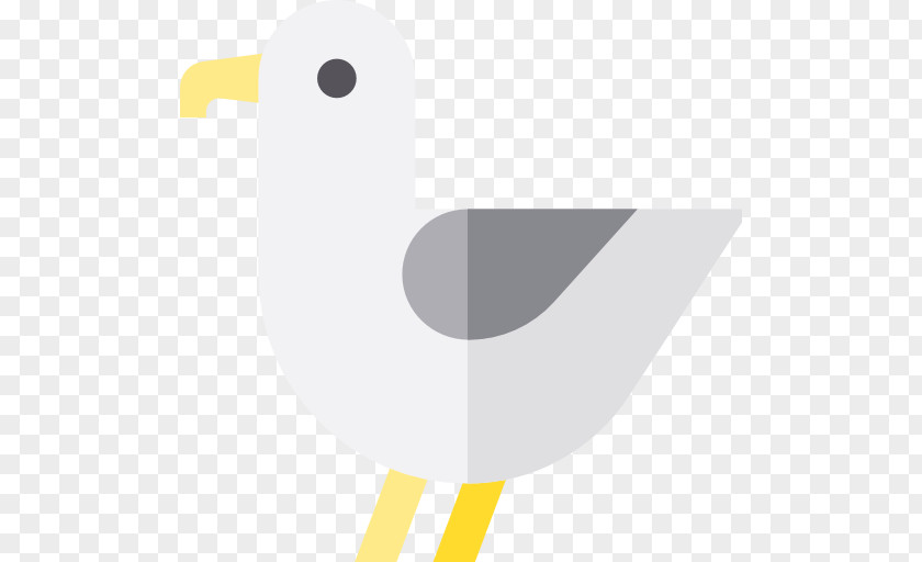 Seagull Bird Gulls Animal PNG