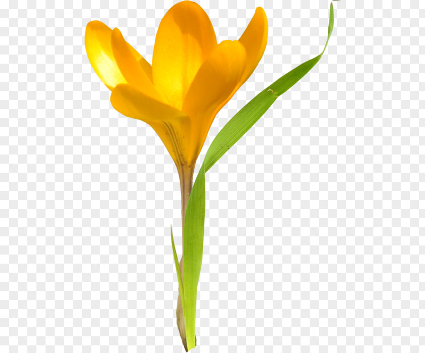 Tulip Cut Flowers Daffodil Plant Stem PNG