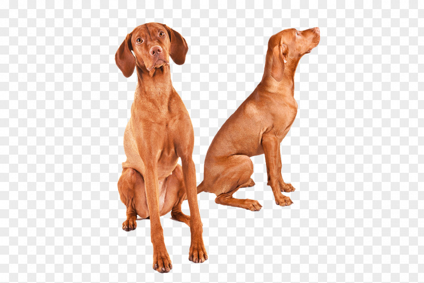 Wirehaired Vizsla Dog Breed Redbone Coonhound Great Dane PNG