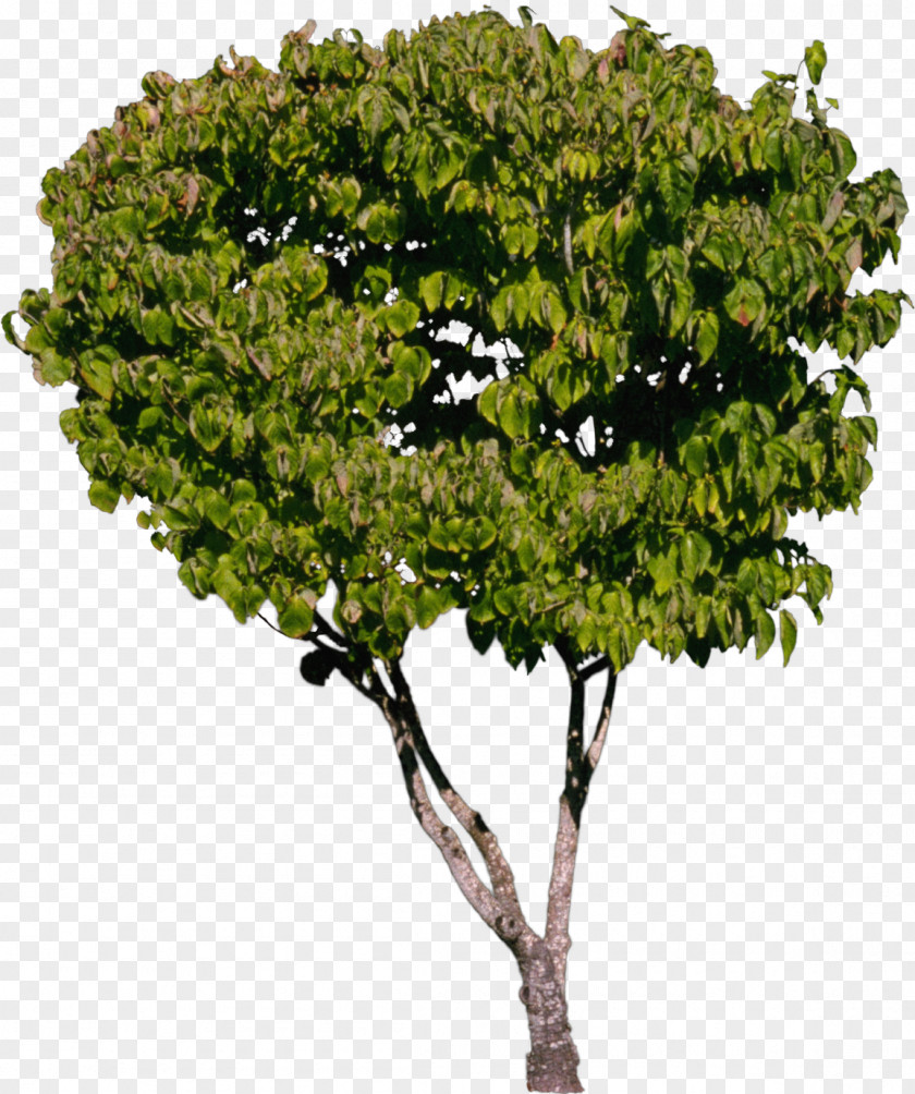 Bushes Tree Shrub Plant PNG