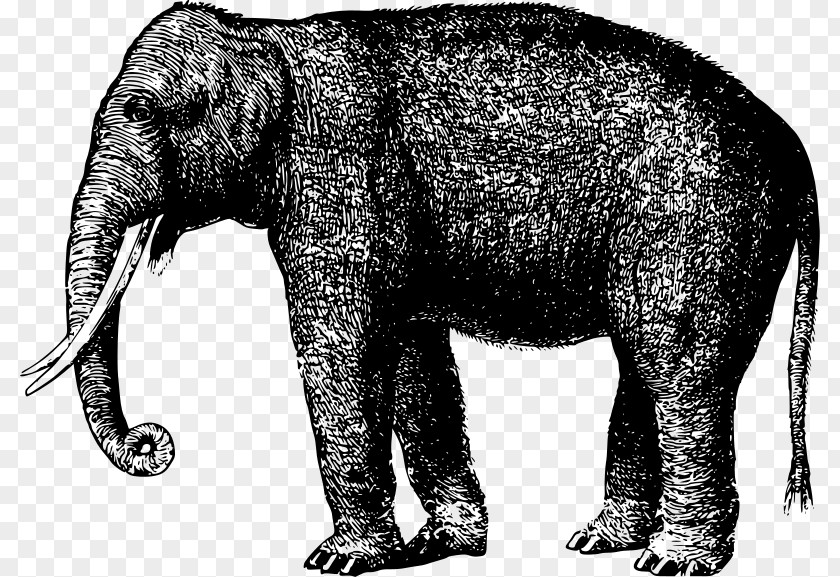 Illustration Elephant Indian African Mammoth Tusk Elephantidae PNG