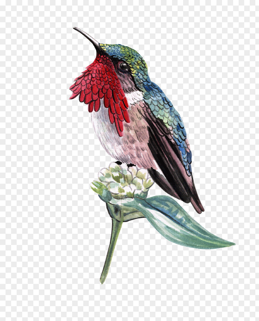 Bird Ruby-throated Hummingbird Black-chinned PNG