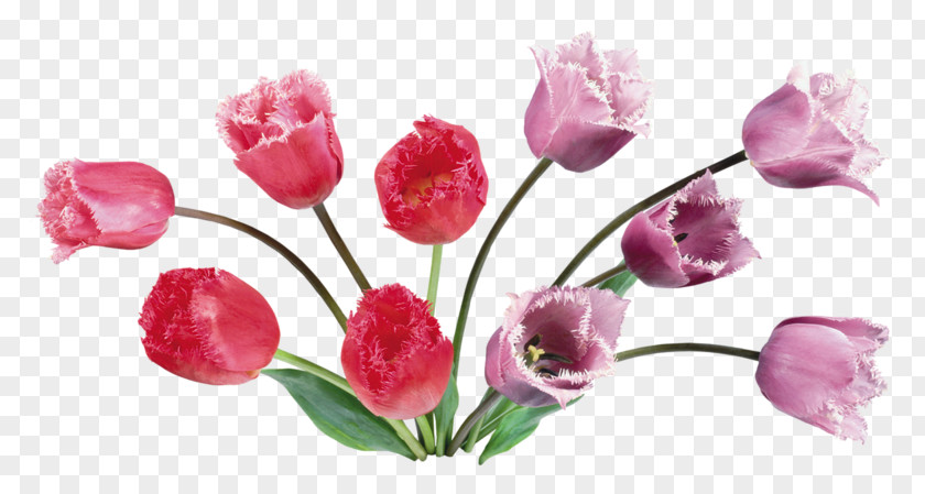 Bouquet Of Flowers Animation Blog Clip Art PNG