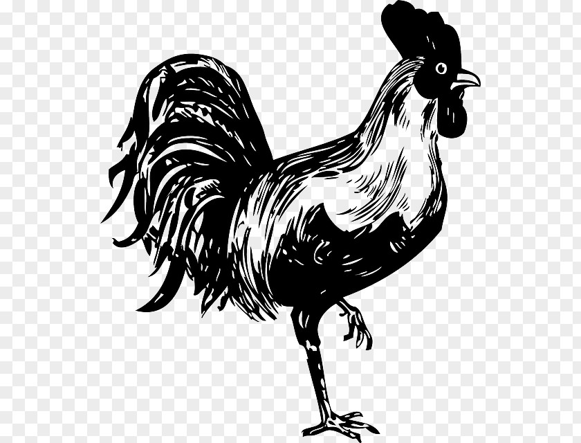 Cock Chicken Rooster Stencil Clip Art PNG