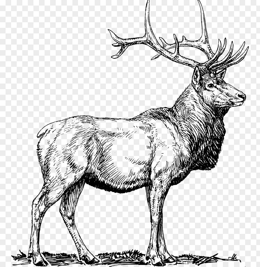 Deer Elk Clip Art PNG