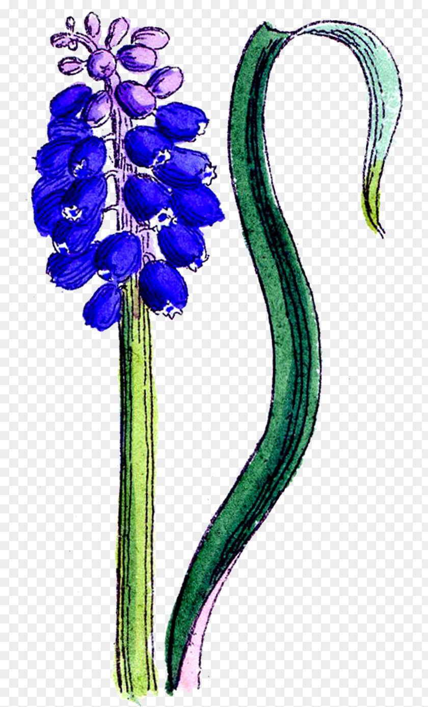 Flower Hyacinth Clip Art PNG