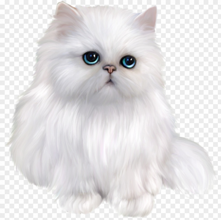 Kitten Persian Cat Siamese British Shorthair Exotic Ragdoll PNG