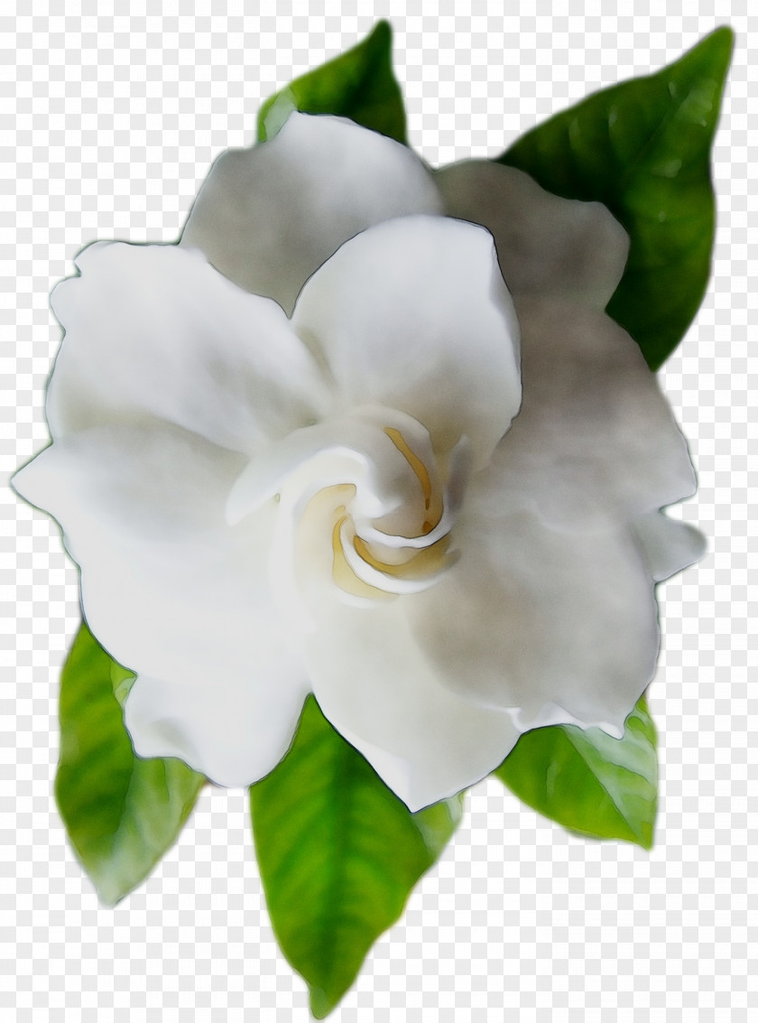 Floribunda Gardenia PNG